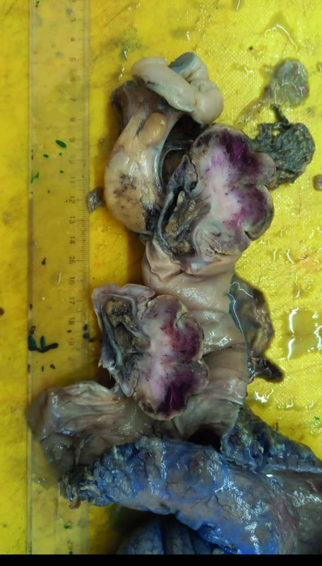 Figura 3